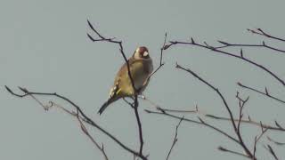 Bempton Goldfinch [upl. by Midge732]