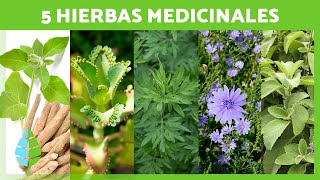 5 PLANTAS MEDICINALES y Para Qué Sirven 🌿✅ Beneficios y Propiedades Medicinales [upl. by Alaehs]