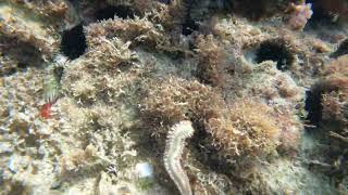 September 2024 Fireworm snorkeling negril jamaica [upl. by Russian985]