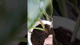 philodendron propogation baghbanilove plantsgardenindoorplants [upl. by Akirre528]