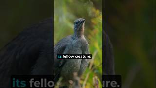 The lyrebird perfectly mimic the sound of a chainsaw shorts animalfacts lyrebird [upl. by Lepley]