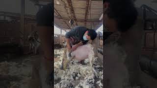 Sheep Shearing🐏Workers process of trimming the sheeps woolcleanning the sheep Short p129 [upl. by Oecam]