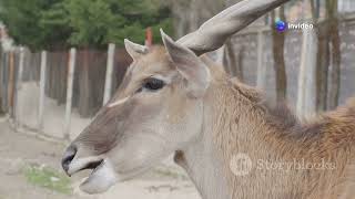 The Goitered Gazelle Icon of Turkmenistans Deserts animal2024 wildlife [upl. by Maillw]