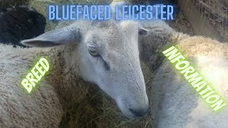 Bluefaced Leicester  Breed Information video [upl. by Gagne445]