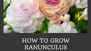 How to Grow Ranunculus Part 1 [upl. by Leesen]