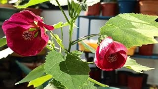 Perennial Plant Abutilon Pictum Chinese Lantern Hibiscus CarePropagation 🌺 [upl. by Wills]