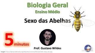 Biologia  Sexo das Abelhas [upl. by Nwahsav667]