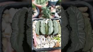 Haworthia Truncata Diamond haworthia haworthiatruncata haworthiapakistan succulents [upl. by Dinse]