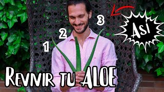 ALOE cuidados en MACETA 👉 3 claves ESCONDIDAS aquí😎 [upl. by Tawney76]