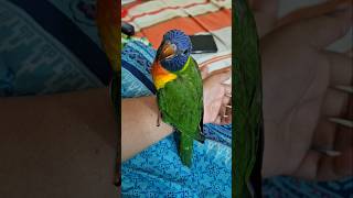 Lorikeet parrot chirping sounds shortvideoshortsvideo shorts short lorikeetparrotchirpingsound [upl. by Rourke]