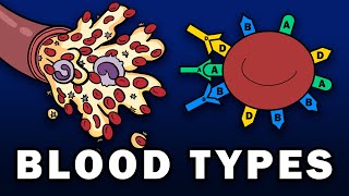 BLOOD TYPES  ABO and Rh Blood Group Systems [upl. by Aleik]