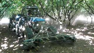 RALPH CHAPIN HAZELNUT HARVEST FILBERT HARVESTING IN OREGON PART 3 [upl. by Akenna574]