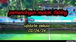 update selasa madok fishing lele bawal ikan mas [upl. by Stenger]