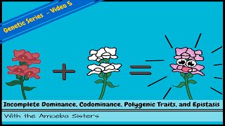 Incomplete Dominance Codominance Polygenic Traits and Epistasis [upl. by Hsoj]