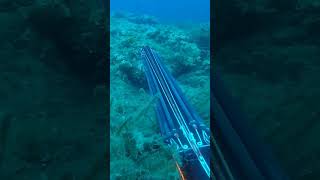 Dentex extremely long shot spearfishing [upl. by Broddy738]