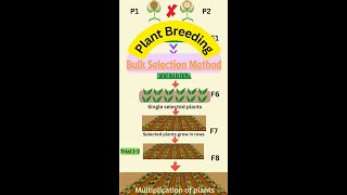 Bulk Method of Plant Breeding in 1 Minute youtubevideos agriculture botany plantbreeding notes [upl. by Layol]