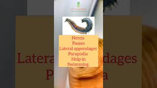 Phylum Annelida  Animal Kingdom VIMAL PRATAP animalkingdomclass11 Annelida biologyshorts [upl. by Oster]