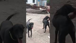 youtubeshorts youtube shortvideo shorts short trending viralvideo funny funnyvideo dog [upl. by Veronique]