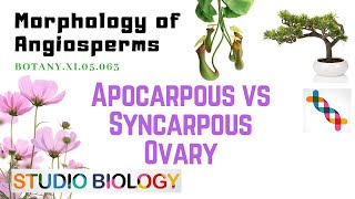 BOTANY XI05063 – Morphology of Angiosperms – Apocarpous vs Syncarpous ovary [upl. by Eiram]