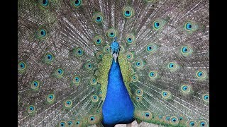 Pauw paringsdans  Paon danse daccouplement  Peacock mating dance  Pairi Daiza [upl. by Ebberta240]