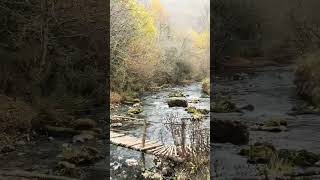 Utočište PrirodeZvuci Reke i ŠumePrirodna Harmonijaautumn river jesen priroda shortvideo [upl. by Ellerihs]