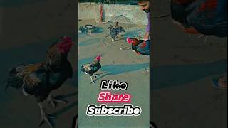 Blacked aseel jawa murga attack birds viralvideo shooter aseel 💯💯😲 [upl. by Lefty408]