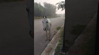 Horse Ride 🙉🙉 hobbledown Hounslow shorts viralshorts ytshorts fyp themepark amusementpark [upl. by Ahnavas279]