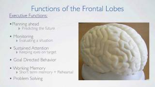 Frontal Lobes Functions [upl. by Ennelram236]