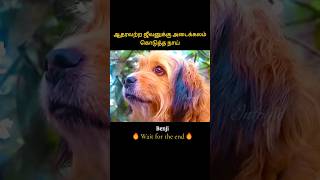 Dogs unconditional love saved a poor life  ஆதரவற்ற ஜீவனுக்கு அடைக்கலம் கொடுத்த நாய்  Infogle [upl. by Elleirua]