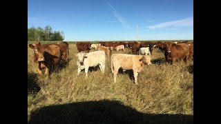 SunRayz Cattle Co 2020 CharolaisRed Factor Calves [upl. by Worl]