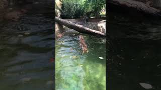 Otters Swimming [upl. by Nahte942]