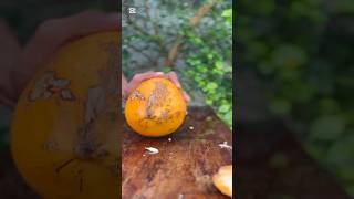 🌴🌝 foryou coconut cuttingskills cuttingskils coconutcutting fruitcutting coconutmachine [upl. by Magee]