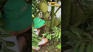 Rahasia Durian Berbuah Lebat [upl. by Ecnaralc]