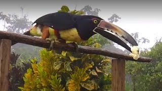 A morning at our bird feeder in Costa Rica [upl. by Noivert]