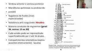 8 AULA  2 Filo Annelida Clitellata Oligochaeta e Hirudinea morfologia fisiologia reprodução [upl. by Vidovic]