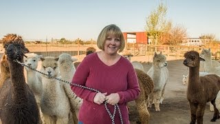 A Day In The Life Humming Desert Alpacas [upl. by Anik]