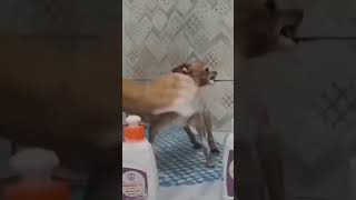 NA CABEÇA SHAMPOO LAVE BEM O SEU dogs pets [upl. by Dust]