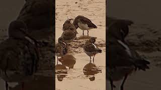 Redshanks [upl. by Coughlin]