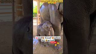 Dangale Wadi Oyage ytshorts short trending Song Tiktok shortvideo Elephant Viral 🤓😍 [upl. by Helfand]