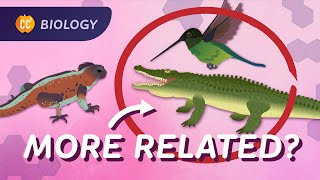 Phylogeny How Were All Related Crash Course Biology 17 [upl. by Law]