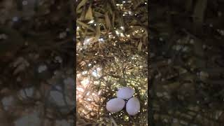 Egg Bird wildbirdlife babyanimal nature birdlife babybird wildlife birdnest animal cute [upl. by Kazue]