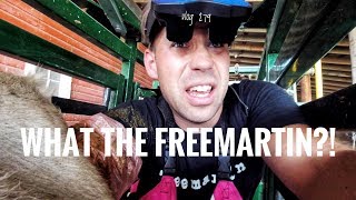 WHAT THE FREEMARTIN vlog 279 [upl. by Eillah]