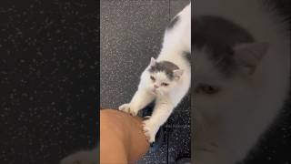 😿बिल्ली के पंजे कैसे काटें  How To Cut Cats Claws  By Wild Adventures [upl. by Nels]