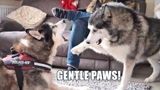 Excited Husky Tries To Be Gentle With OLD Friend [upl. by Annairda354]