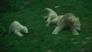 Baby Polar Bears Playing with Mum [upl. by Wilma]