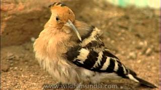 Hoopoe Bird [upl. by Dragoon]