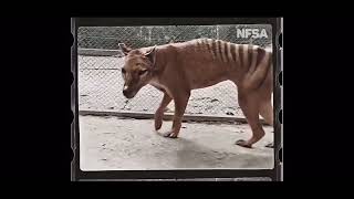 Crazy new footage of a Tasmanian Tiger found with Noise [upl. by Chandal]