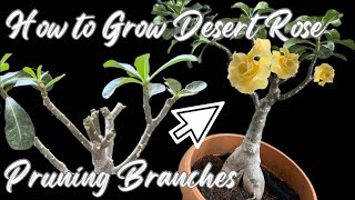 Caring For Desert Rose Plant [upl. by Bolger829]