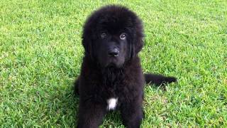 Newfie pup Brigus 3 months [upl. by Atinal737]