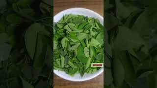 Moringa Leaves for Hair Growth shortshaircaretipsmoringa [upl. by Ravid]